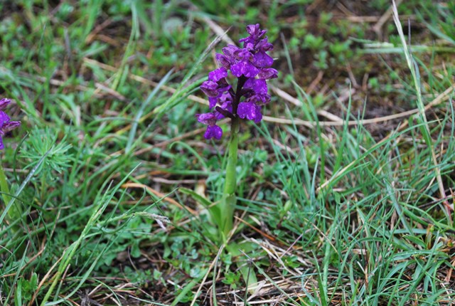 Orchis morio